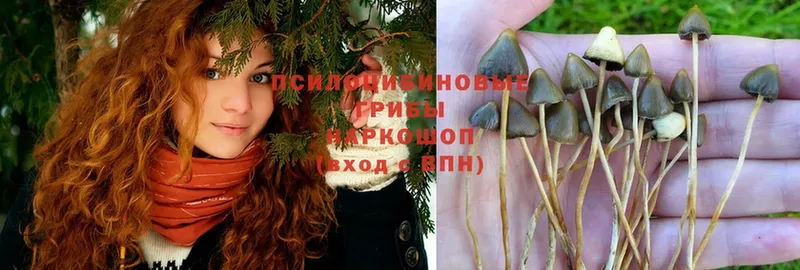 omg как зайти  Саки  Галлюциногенные грибы Psilocybe 